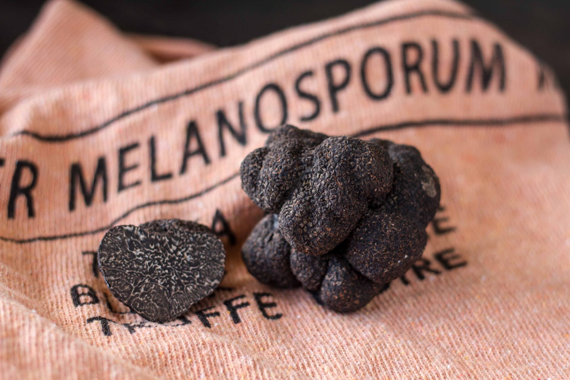 Trufa negra Tuber melanosporum